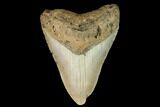 Bargain, Fossil Megalodon Tooth - North Carolina #124662-1